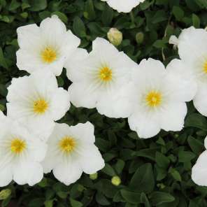 アレナリアモンタナ