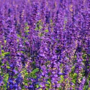 ブルーサルビア