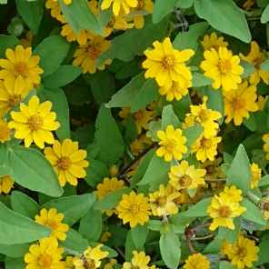 メランポジウム