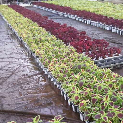 種まき・出荷時期にこだわった栽培方法